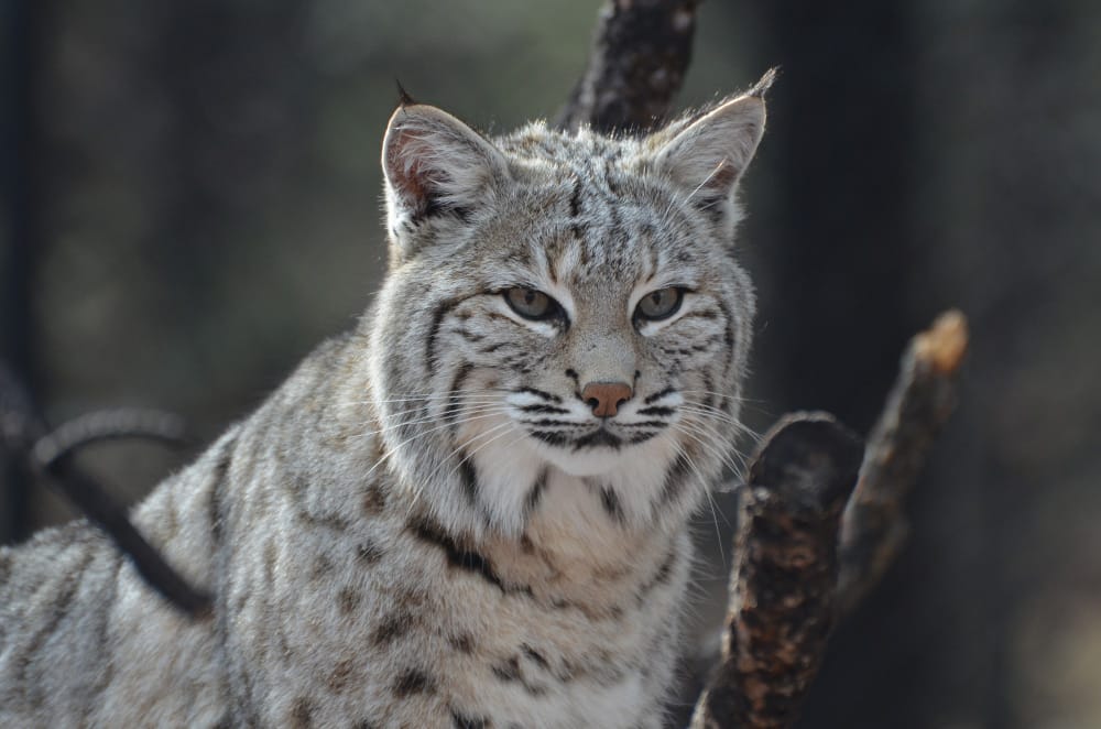 Gli Stati Uniti propongono un piano per aiutare la lince del Canada